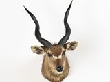 la tête d'une antilope aux grandes cornes est accrochée au mur