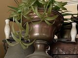 a potted plant sitting on top of a table