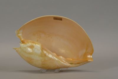 a shell shaped object that is sitting on a table