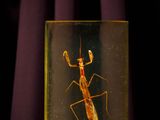 un insecte dans une boîte en verre posée sur une surface violette