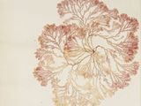 an image of a drawing of corals on a sheet of paper