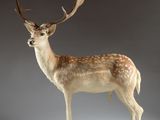 une image représentant une statue de cerf avec des bois sur la tête