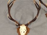 pair of deer antlers mounted on a wooden wall with antlers on them