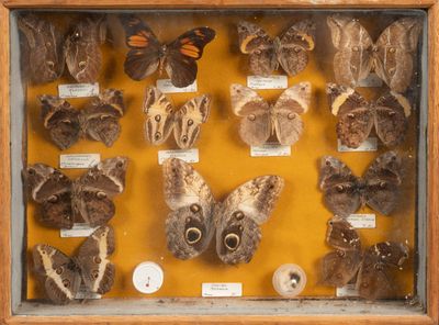many different types of moths displayed in a display case