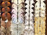 many different types of butterflies displayed in a display case