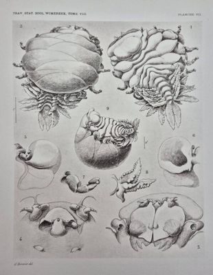 drawing of various types of animals and plants in a book