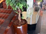 a plant in a pot on the stairs of a building