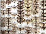 a display of moths on display in a glass case