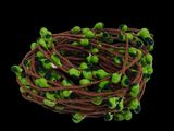 a close up of a bunch of green beads on a black background
