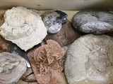 a box full of different types of rocks in it