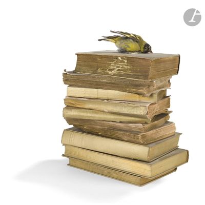 a bird that is sitting on top of a stack of books