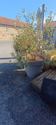 une plante qui pousse dans un pot