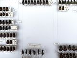 a lot of bugs that are on display on the wall