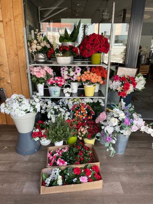 many different types of flowers on display in the store