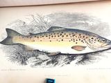 a drawing of a brown trout on a piece of paper