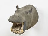 a hippo head mounted on the wall with its mouth open