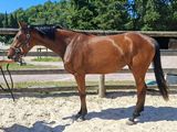 une femme debout à côté d'un cheval brun dans un enclos