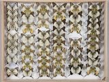 de nombreux types de papillons exposés dans un cadre en bois