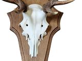 an image of a deer skull mounted on a wooden wall