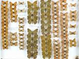 de nombreux types de papillons exposés dans une vitrine