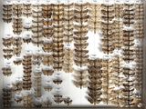 many moths on display in a glass case