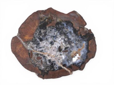 TRANCHE DE BOIS pétrifié Diamètre : 16,5 cm.