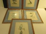 three framed pictures of birds on a table with a lamp