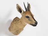 a deer head mounted on a wall with a white background