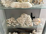 a glass display case with various types of corals on it