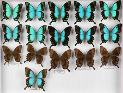 de nombreux papillons exposés dans une boîte