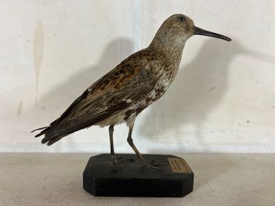 un oiseau perché sur un bloc de bois