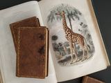 a giraffe that is standing next to a book