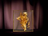 an image of a glass box with a dried plant inside of it