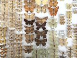 many different types of butterflies on display in a display case