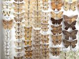 many different types of moths displayed in a display case