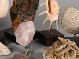 many different types of shells on display on a table