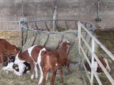 several brown and white cows in a pen with hay in it