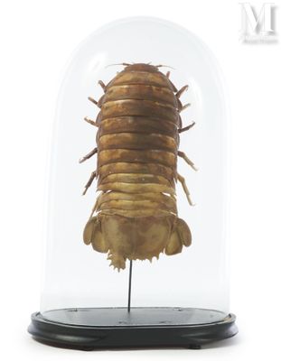 une image montrant un gros plan d'un insecte sous une cloche en verre
