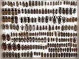 a lot of bugs that are hanging on the wall