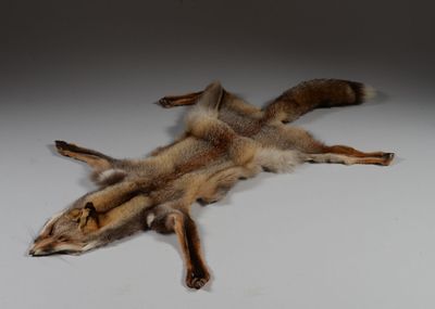 l'image d'un animal mort sur une surface blanche