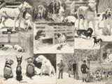 un collage de photos de chiens et de personnes dans une grange