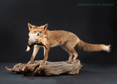 a fox that is holding a dead bird in its mouth