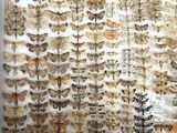 display of moths in a glass case in a museum