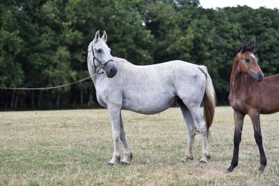 two horses that are standing in the grass together