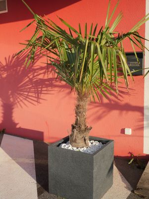 a small palm tree in a planter outside of a building