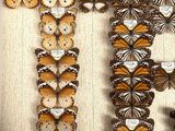 a lot of butterflies that are hanging on the wall