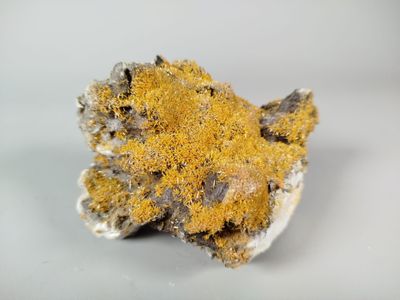yellow moss growing on a piece of rock on a white surface