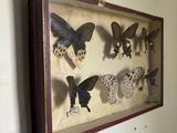 a picture of a picture of butterflies in a shadow box