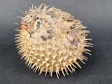 a puffer fish that is sitting on a black surface