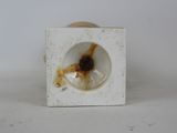 a close up of a small white object with a brown substance on it